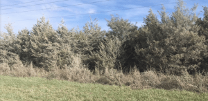 screen-shot-2016-10-29-at-7-07-09-am